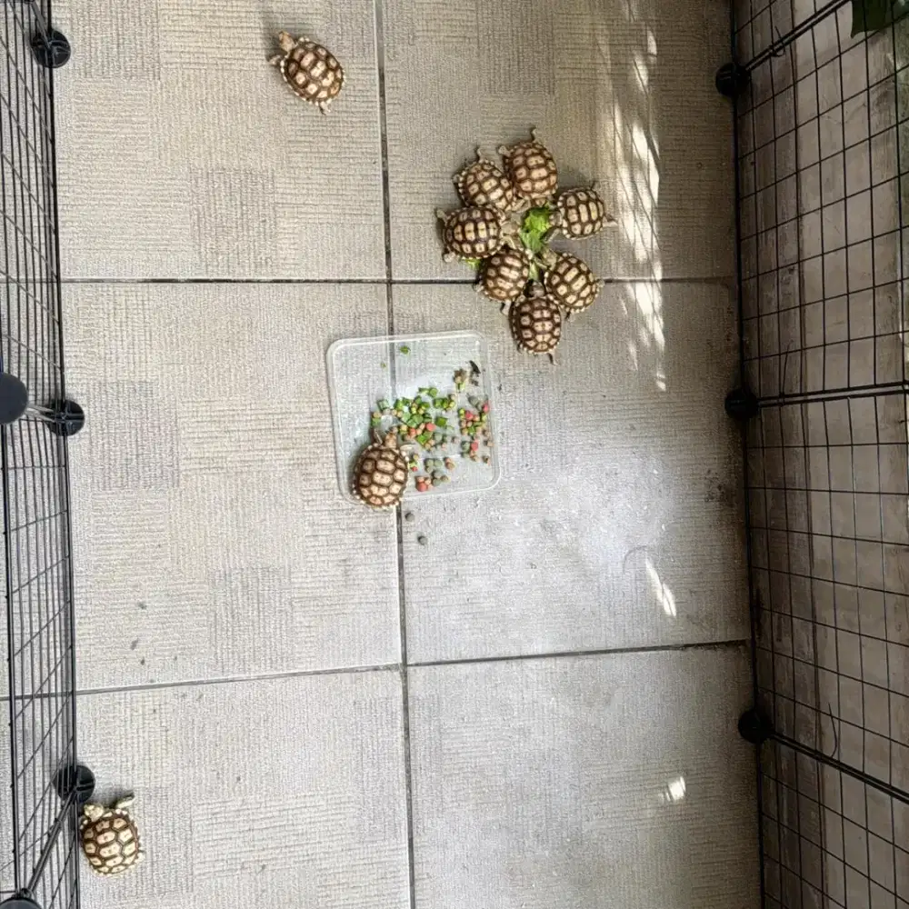 Sulcata baby 6, 6.5cm