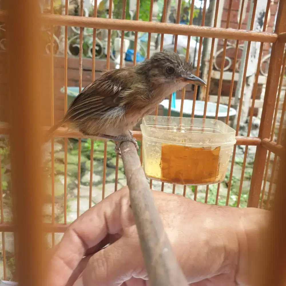 Pldk S3mak jitot purtot rajin