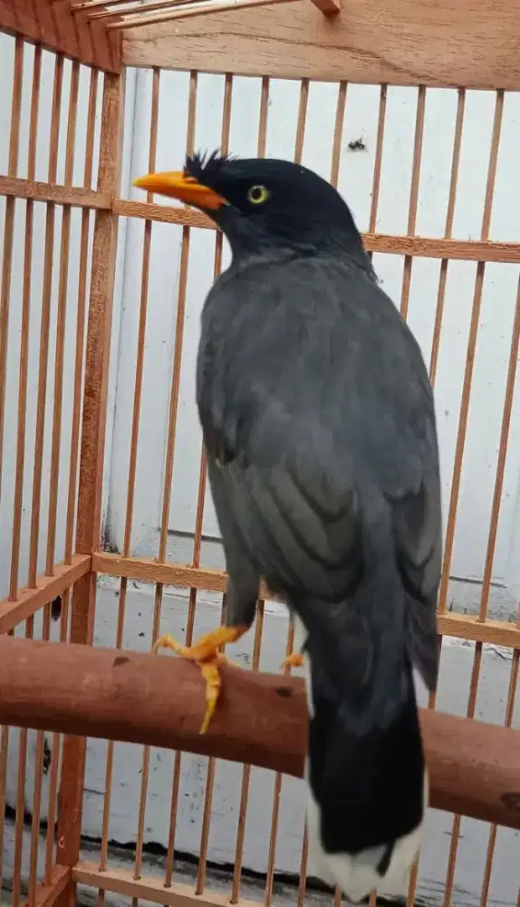 jalak kebo jantan gacor bunyi terus