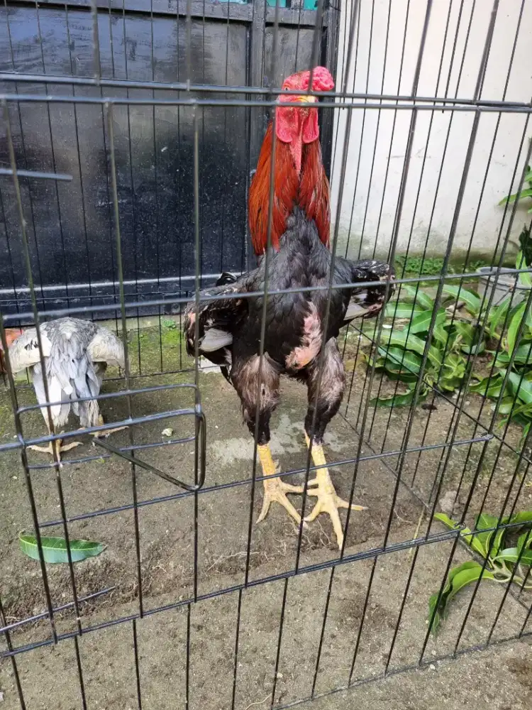 Dijual ayam bangkok