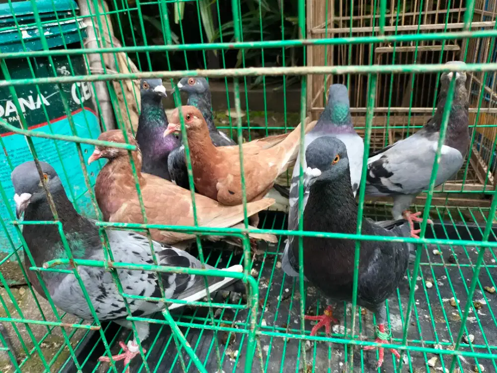 Jual Burung Merpati Pos