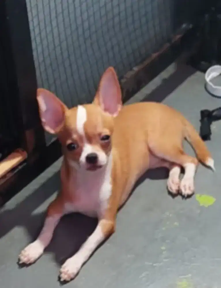 Sepasang Chihuahua Anakan Jantan Betina