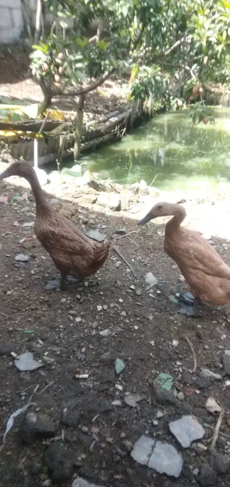 Jual 2 Bebek coklat leher panjang