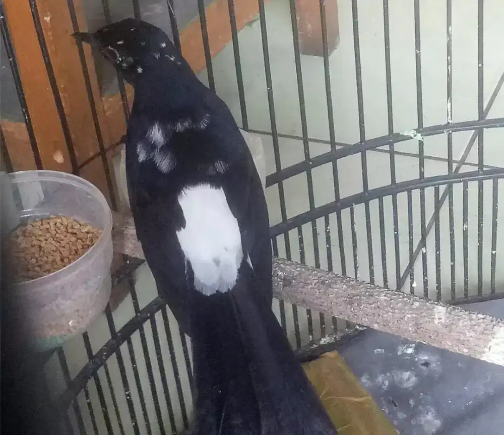 Murai batu medan blorok