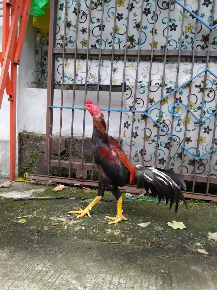 Ayam Bangkok x koyngon khoytrad semi brakot.uk shamo