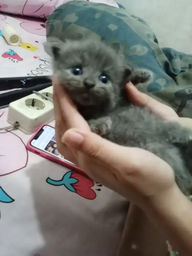 open adopsi kitten Persia