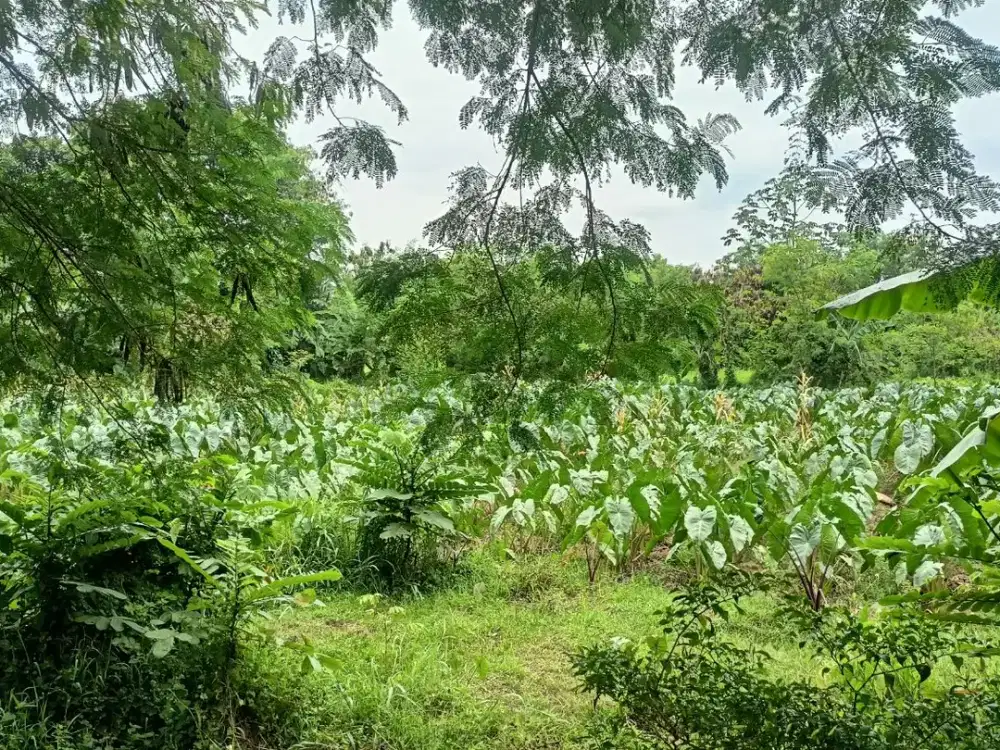 Kavling tanah Strategis 12 Menit IPB Dramaga Lokasi Strategis Bonus Mesin Cuci