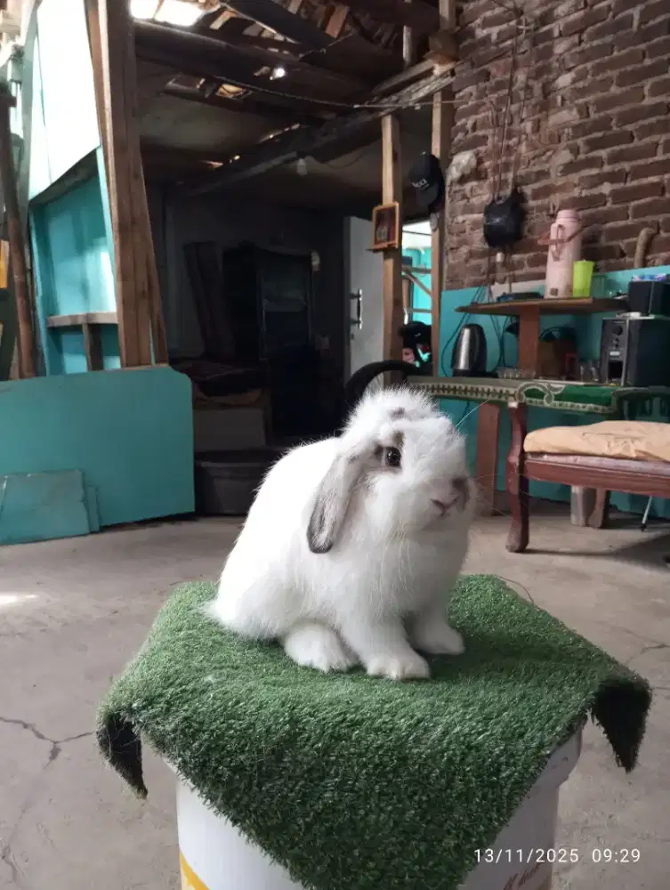 Kelinci Holland Lop Lucu Gemoy