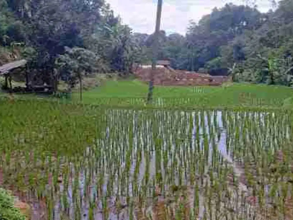 Sawah Jarak Dari Pintu Tol 400 m, Luas 2400 m, Darangdan, Purwakarta.