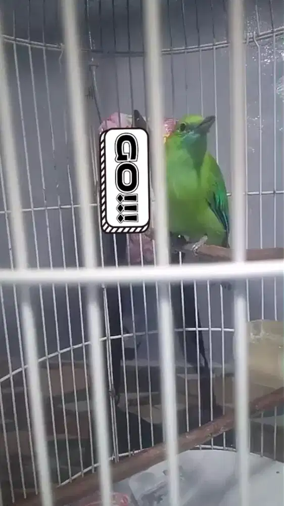 Masteran isian mewah (fullset)