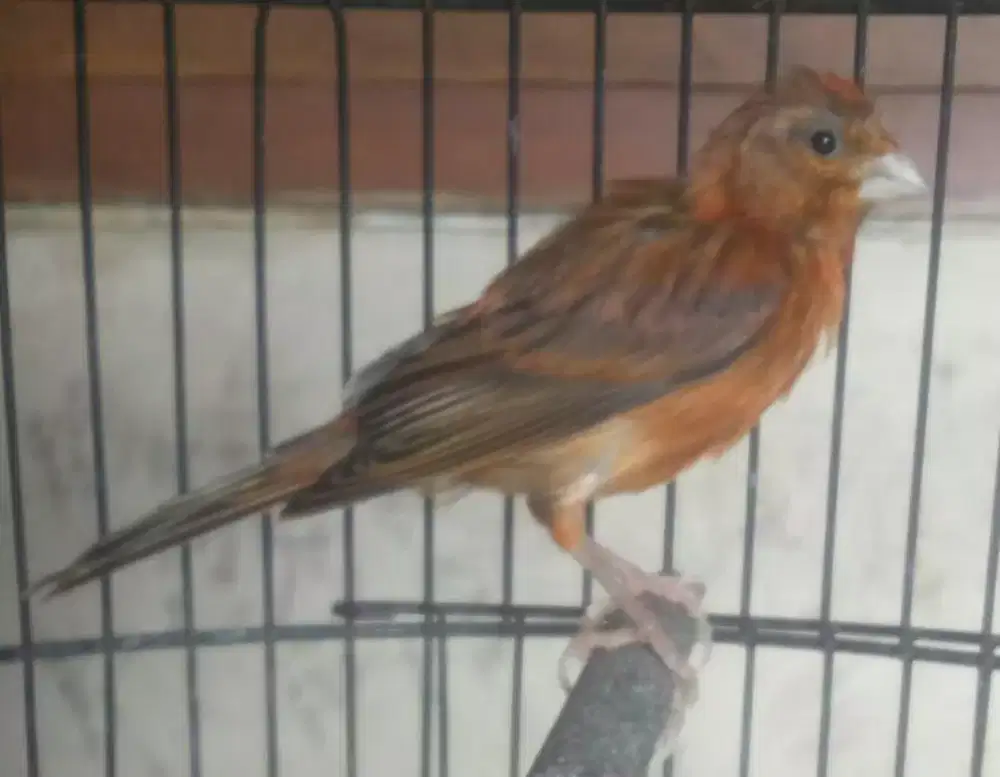 Burung kenari Mozambik gacor