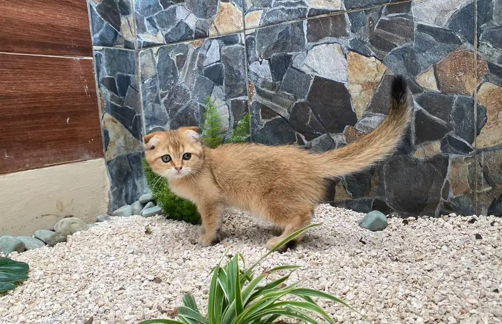 Scootish fold golden jantan british shorthair