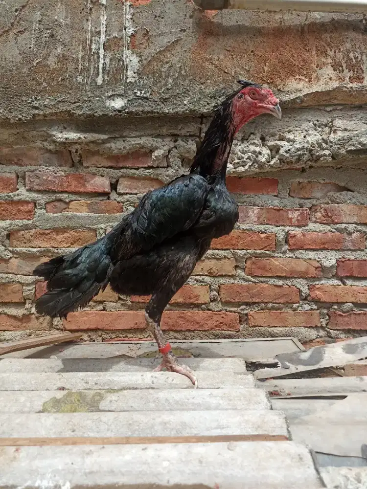 Ayam shamo bangkok produksi