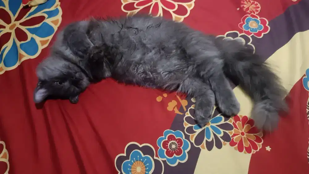 Kucing Munchkin cebol betina