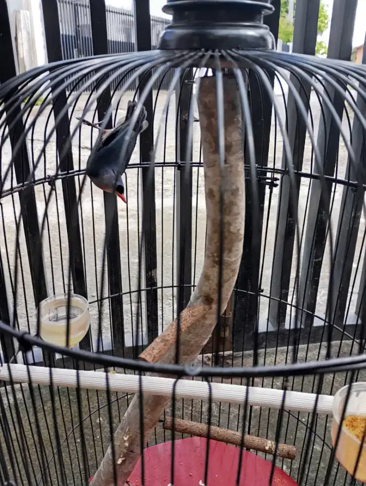 Burung Rambatan Paruh