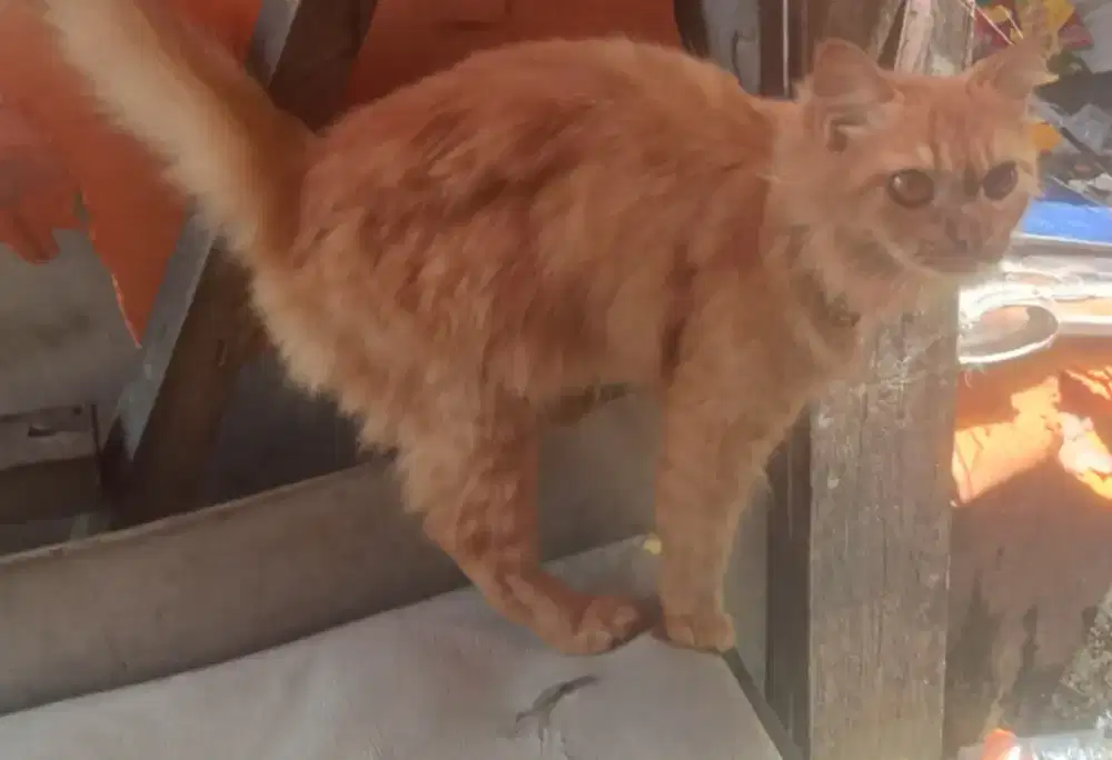 Kucing mixdome betina