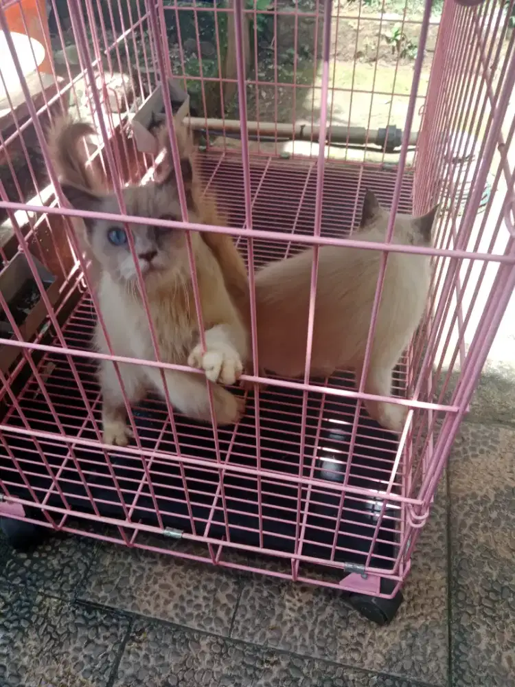 Kucing RAGDOLL peranakan