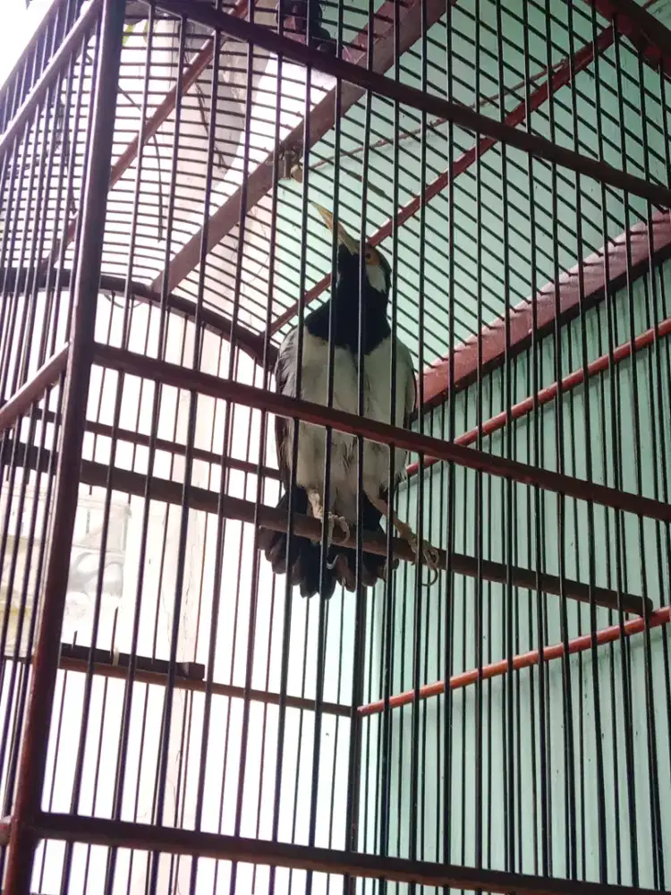 Jual jalak suren jawa jantan burung saja