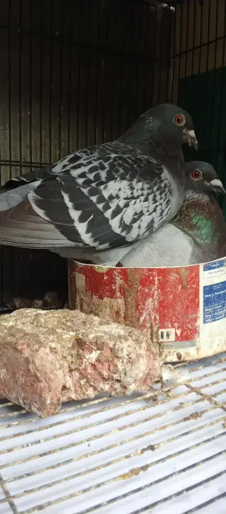 Indukan merpati pos nelor