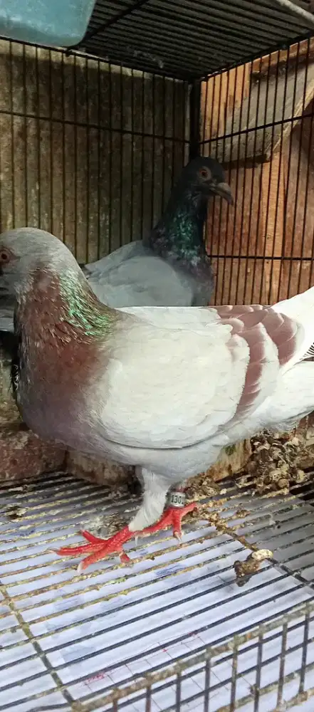 Indukan sepasang merpati pos