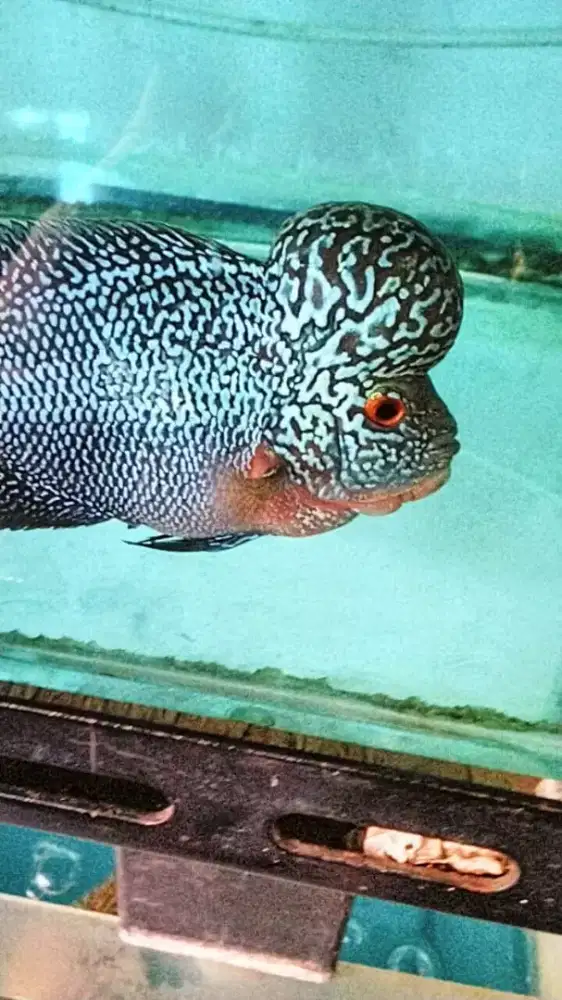 Louhan jenong crosshead