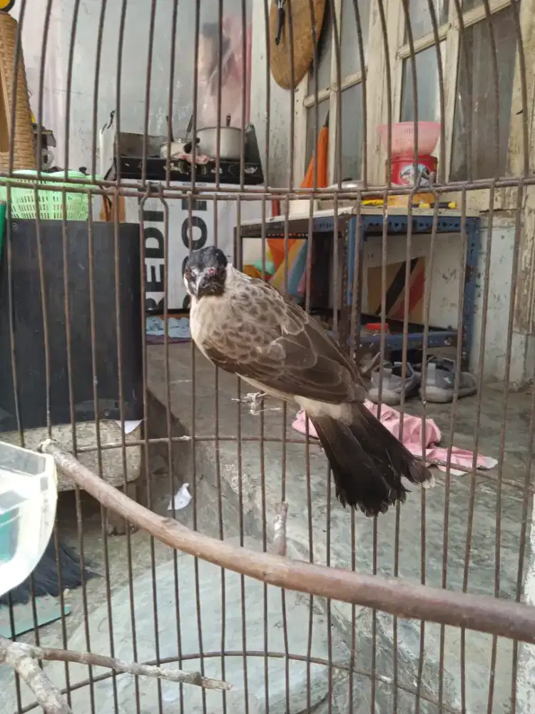 Jual burung trucuk + Kutilang fulset