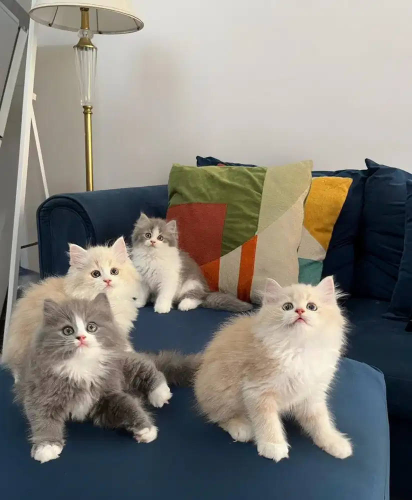 2,5 bulan Norwegian mix persian