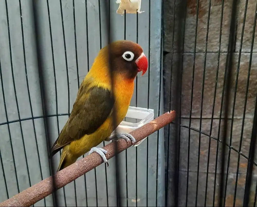 lovebird olive betina