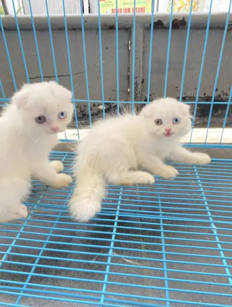 KUCING SCOTIES FOLD COWOK/CEWEK USIA 3 BULAN SIAP ADOP