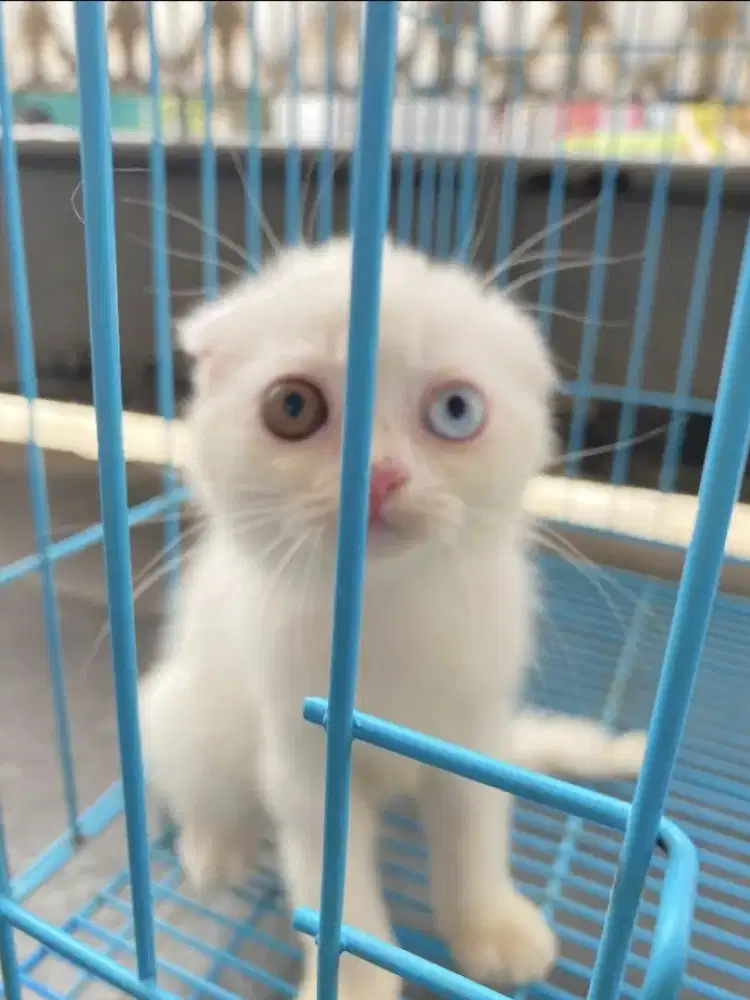 KUCING SCOTIES FOLD COWOK/CEWEK USIA 3 BULAN SIAP ADOP