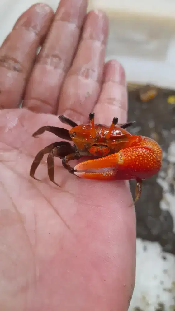 Kepiting Hias Biola Capit Merah