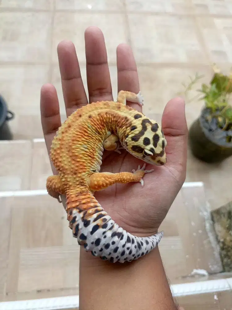 Leopard gecko jumbo 25cm