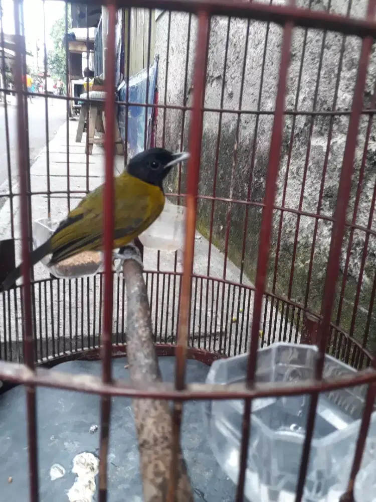 Burung samyong rawatan