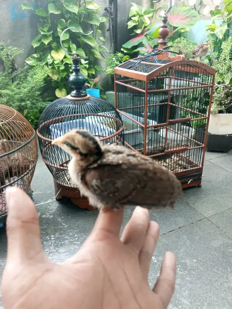 Ayam Hutan Hijau jawa