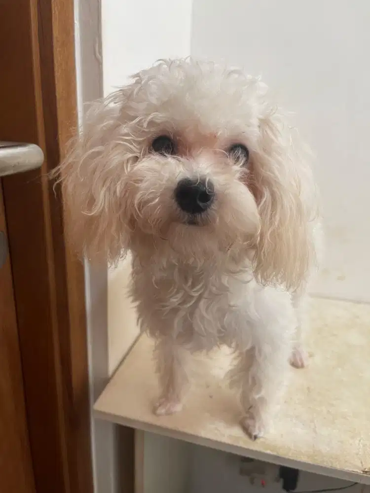 Dijual tiny poodle aprikot 2 (kakak adek)