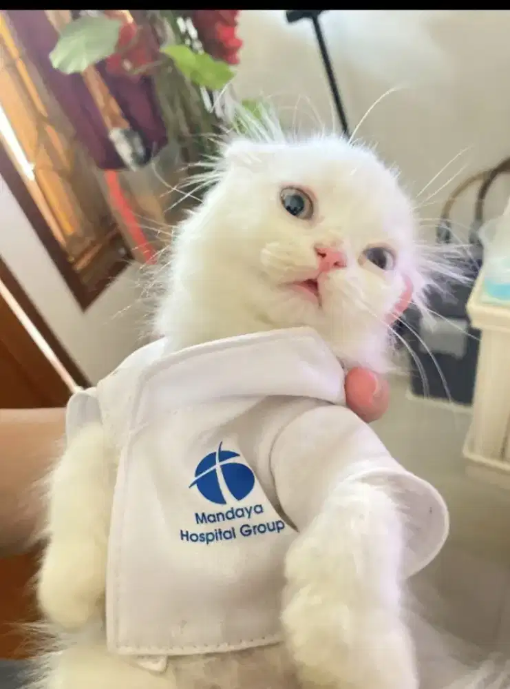 KUCING SCOTIES FOLD COWOK/CEWEK USIA 3 BULAN SIAP ADOP