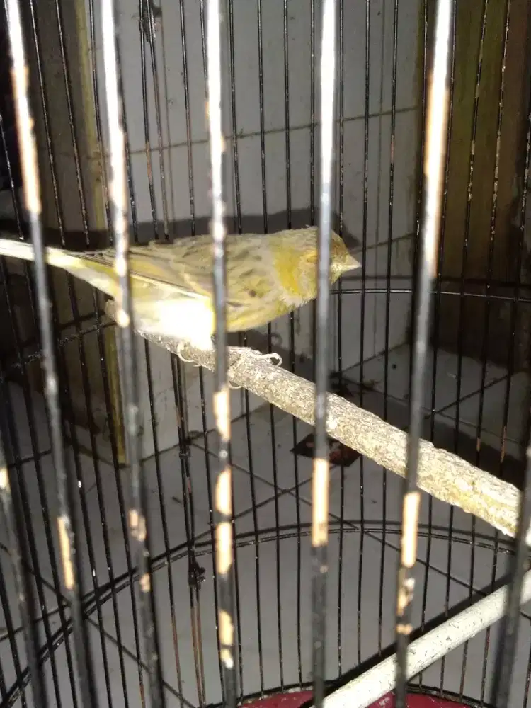 Buruung kenari warna bon gelap gacor