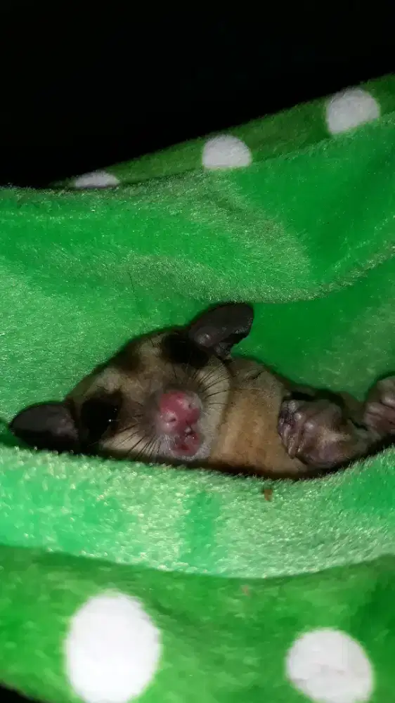 Jual kandang plus hewan