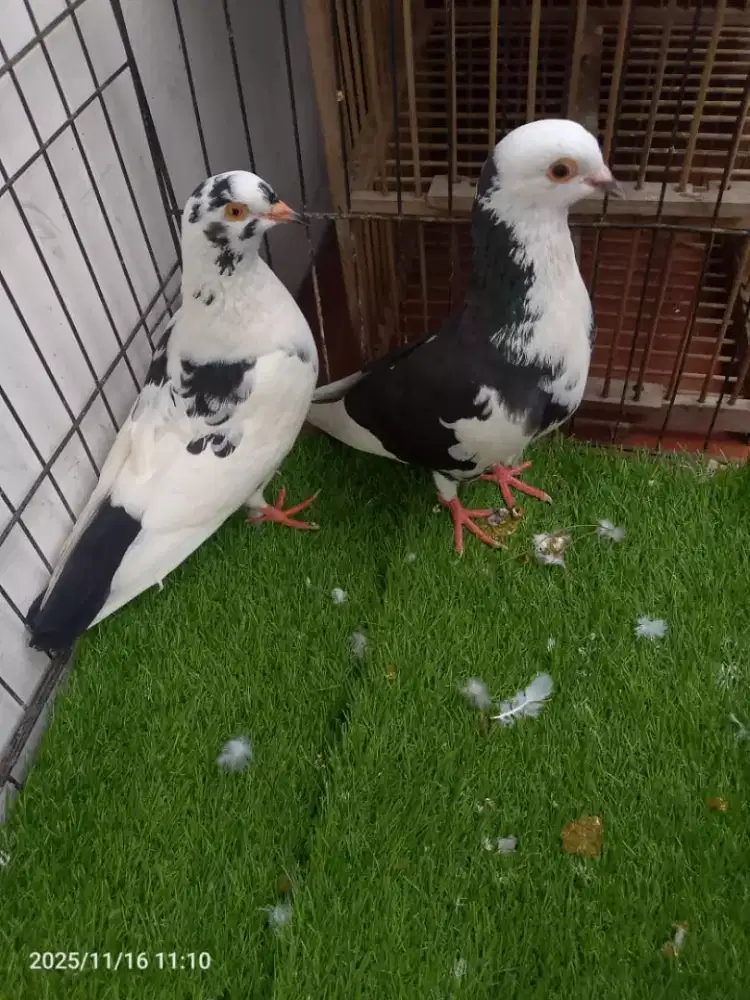 Burung Dara blantong