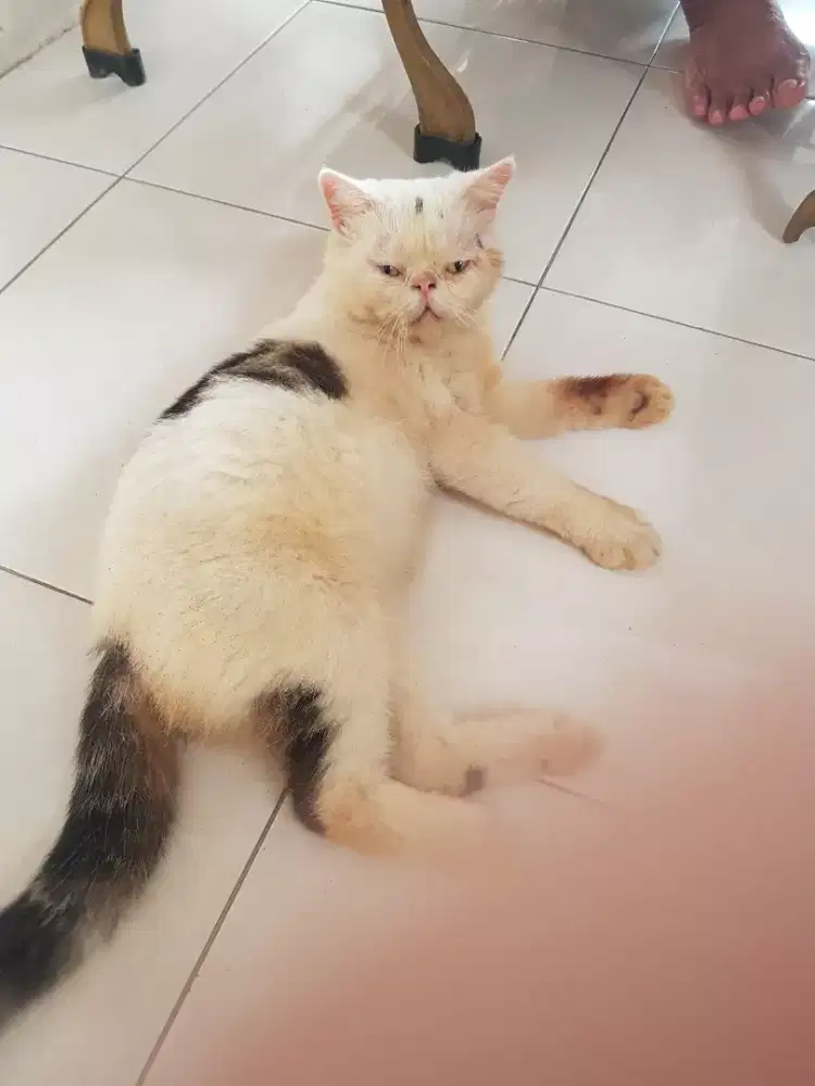 LA peaknose jantan siap kawin