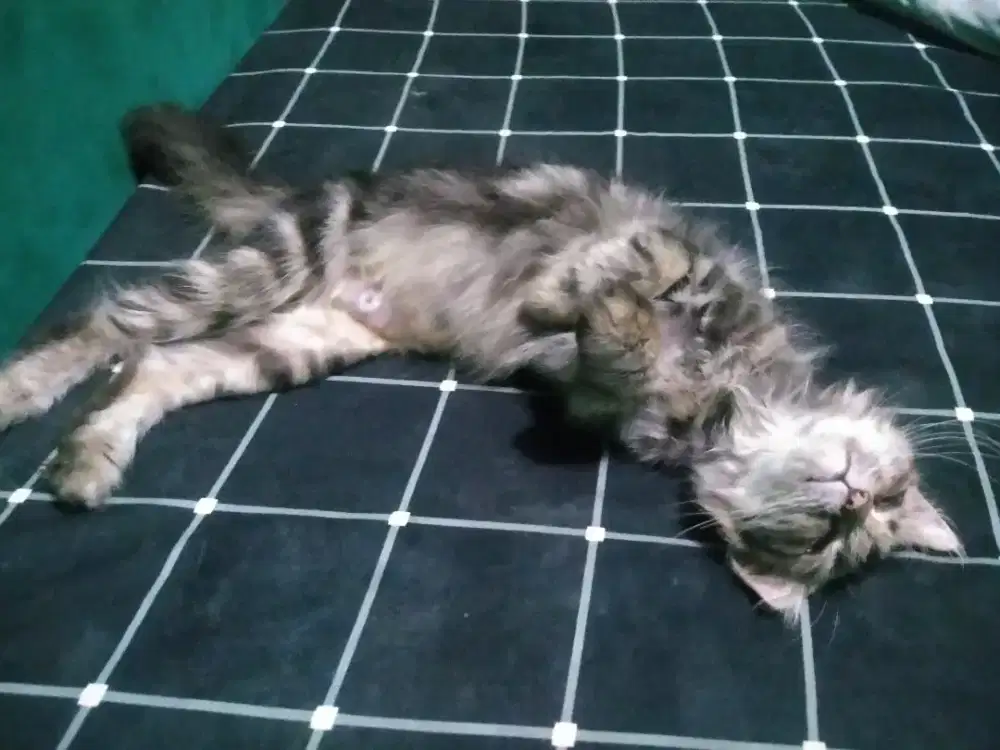 Kucing Persia betina longhair bulu kapas jinak bulu bebas rontok