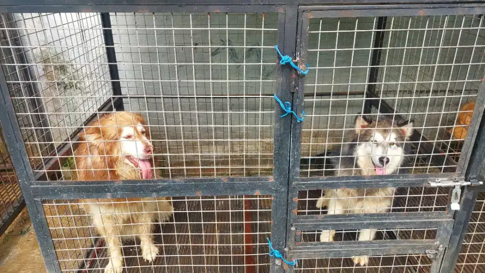 Alaskan Malamute Betina