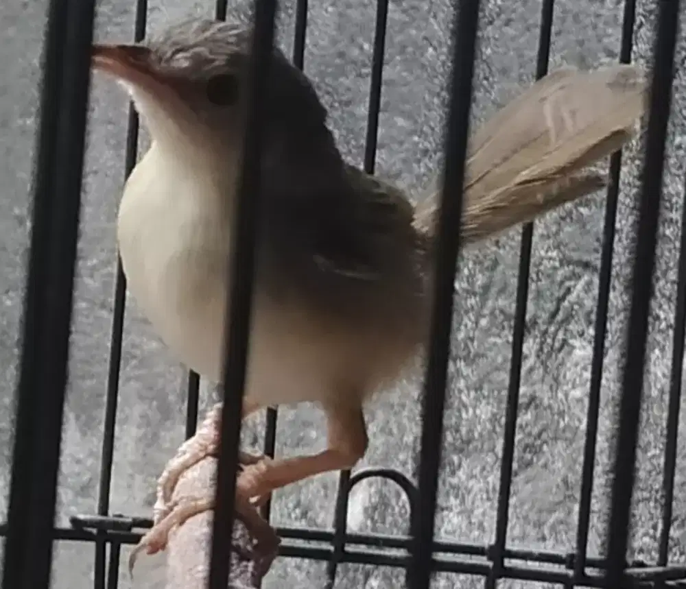 Ciblek gunung betina vor