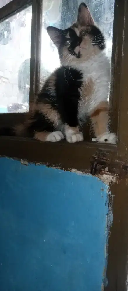 Kucing kitten flatnose calico betina