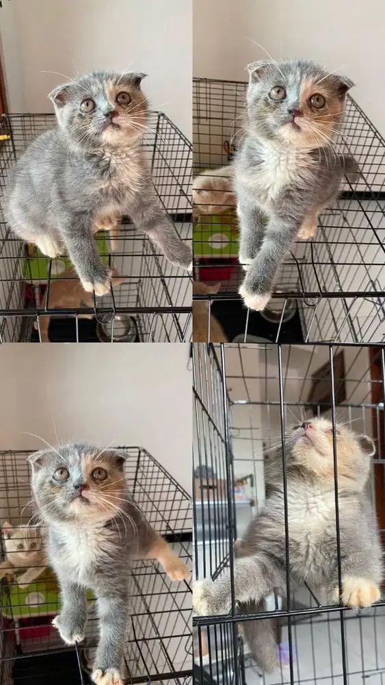 Kitten scottish fold betina