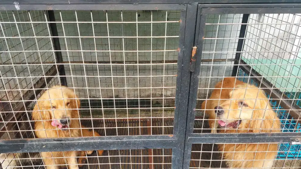 Golden Retriever Jantan,betina