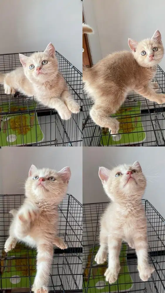 Kitten ras BSH jantan