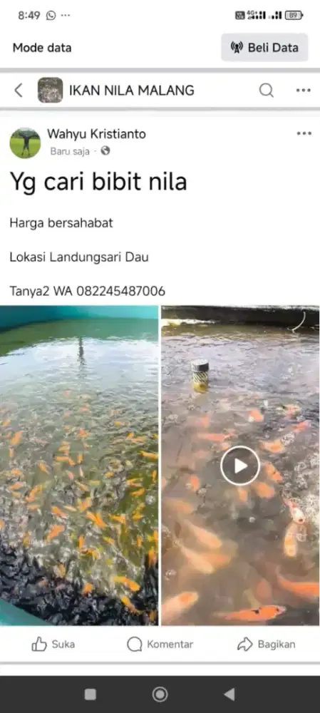Bibit ikan nila
