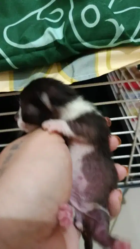 Munchkin minute fold