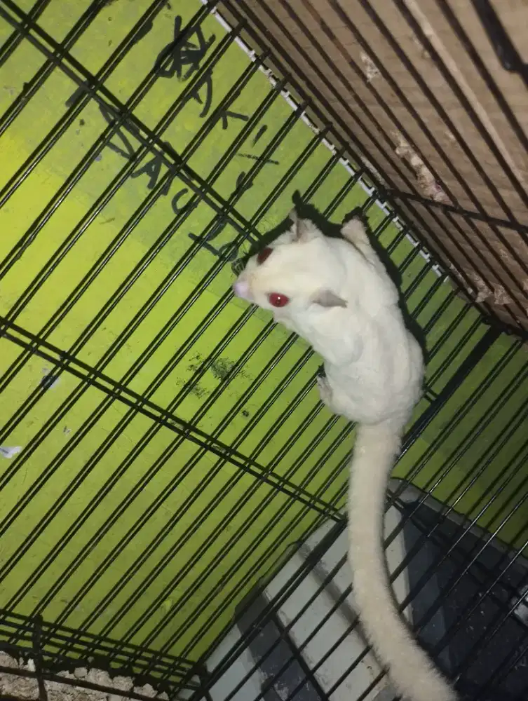 Sugar glider Creamoz Het leu Betina usia 8 bulan